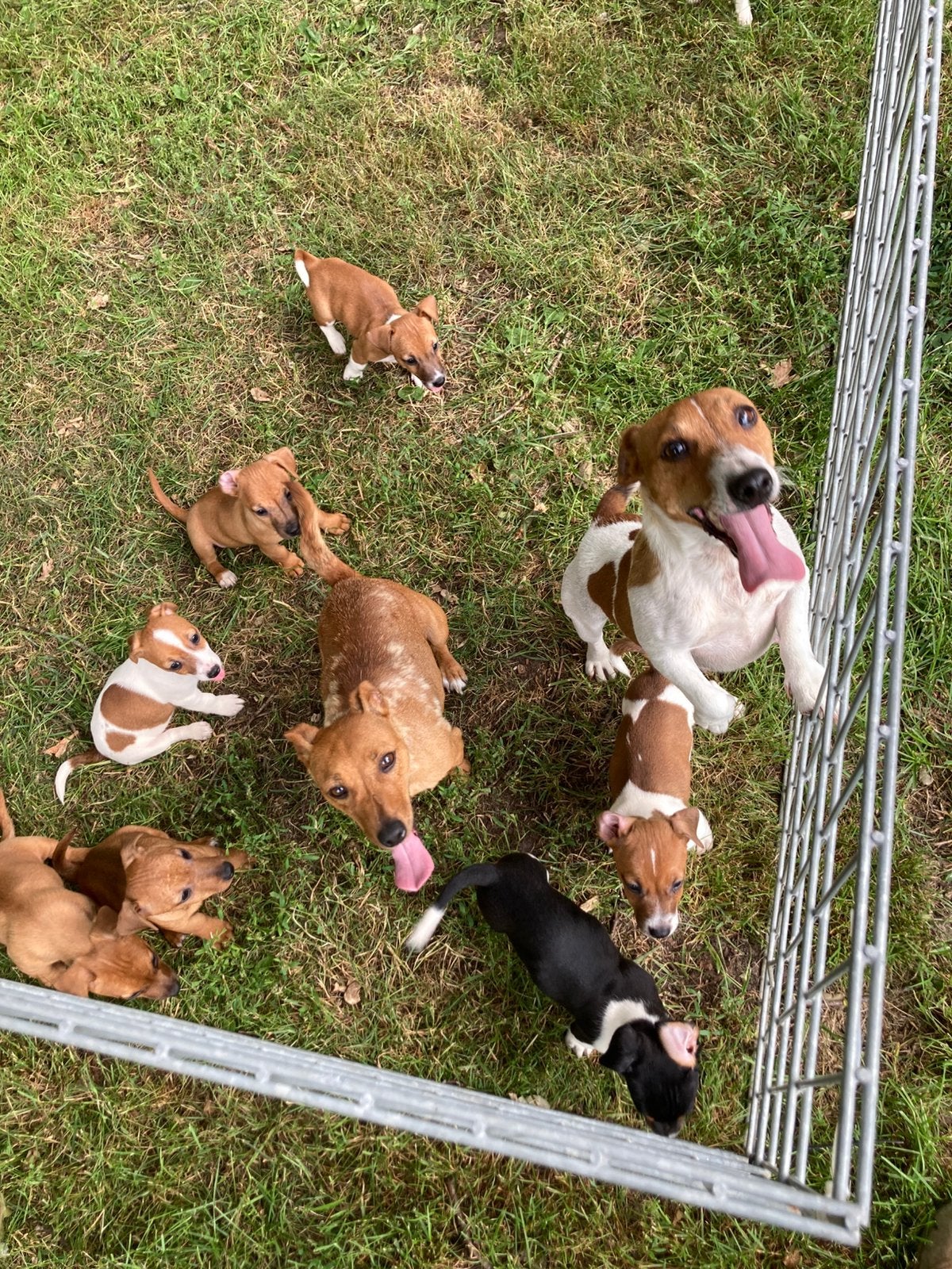 Prachtige jack Russell pups, Parvo, Jack Russell Terriër, 8 tot 15 weken, Meerdere