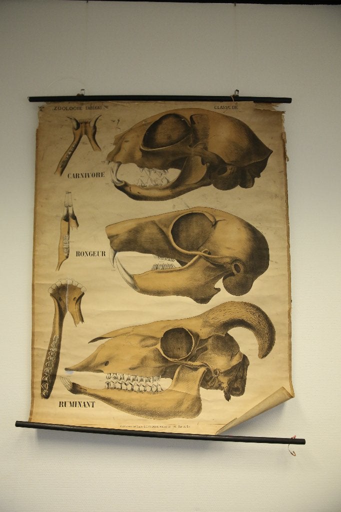 Vintage Schoolkaart “Zoologie Tableau” - Émile Deyrolle, Ophalen, Natuur en Biologie