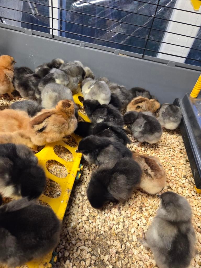Tekoop kuikentjes olijflegger (Olive Egger) F1/F2., Dieren en Toebehoren, Kip