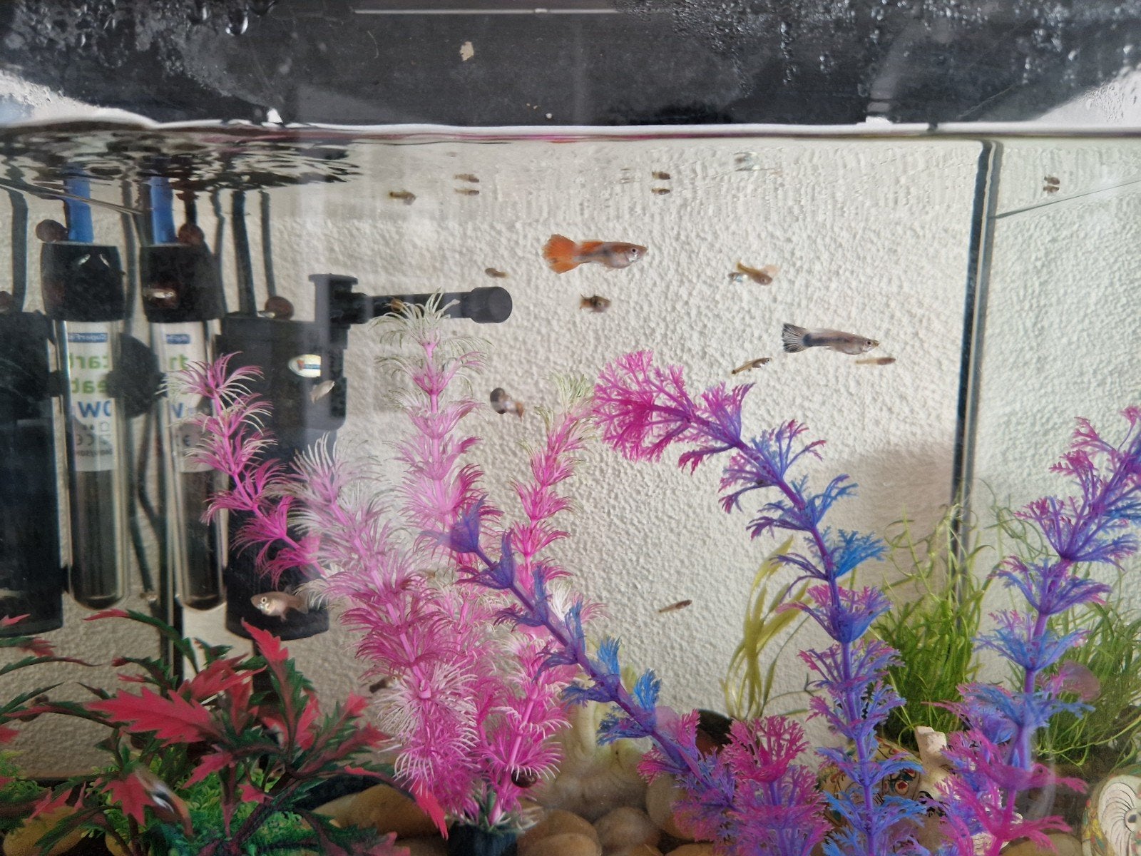 Jonge guppies, 10 stuks voor 7 euro, Vis, Zoetwatervis, Schoolvis