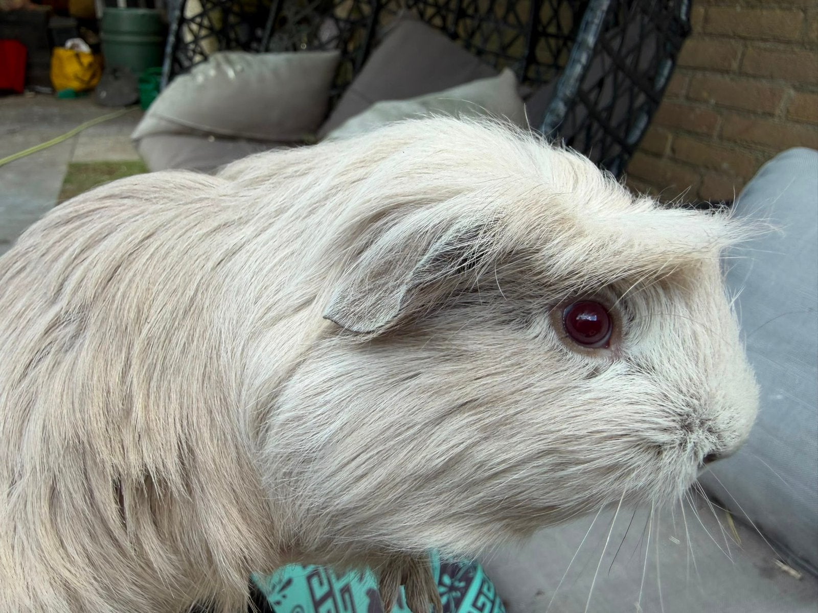 Foto 9 van Jonge langharige cavia’s Sheltie Coronet Tessel Merino