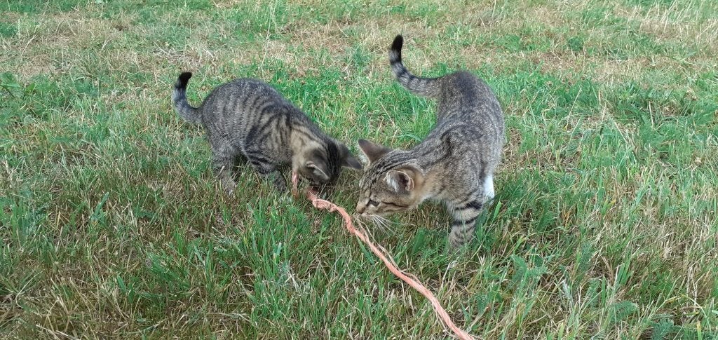 Twee boerderij Tijger katertjes, Kater, Kortharig, 0 tot 2 jaar