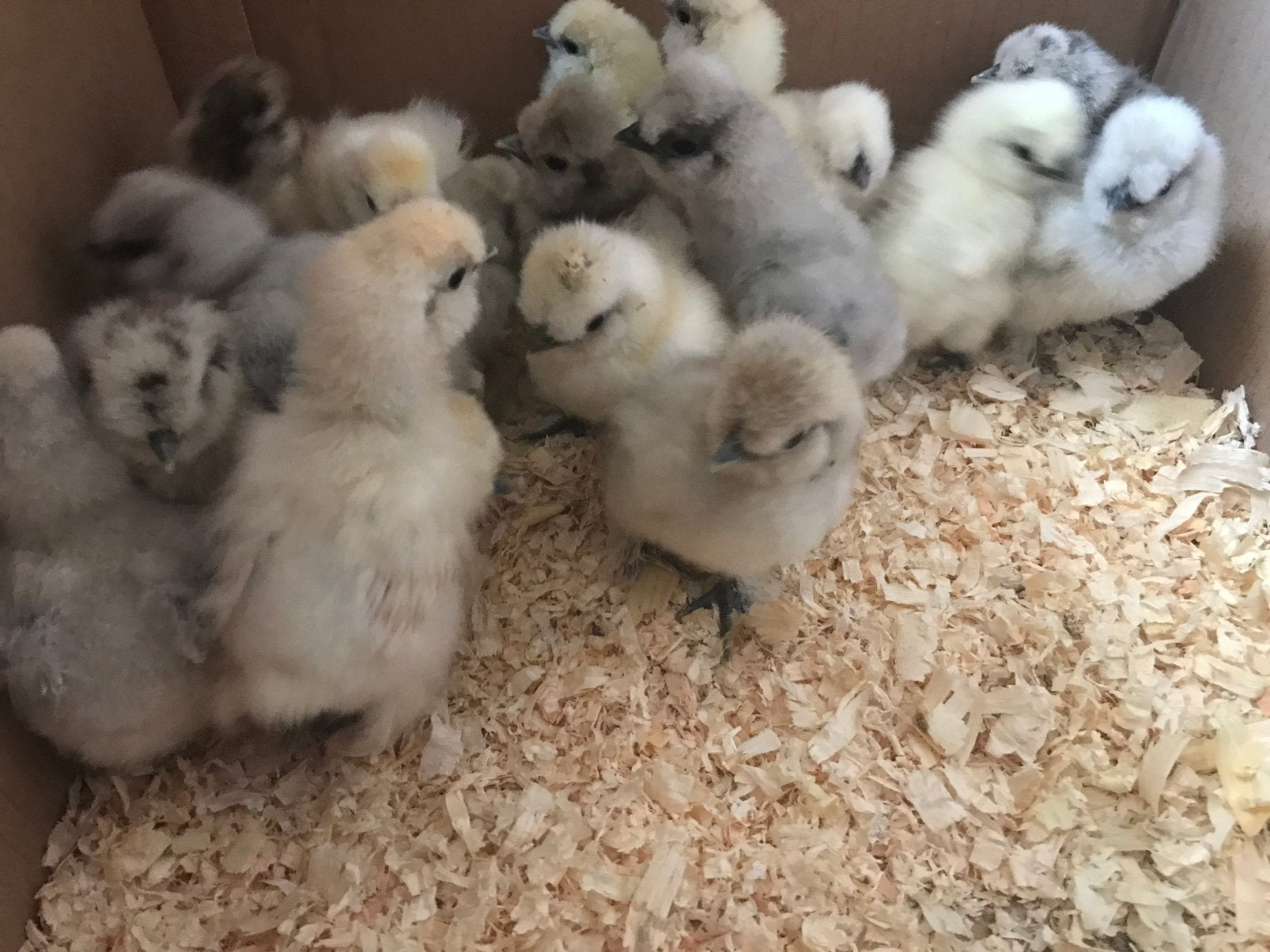 Mooie USA Zijdehoen Kuikens, Dieren en Toebehoren, Pluimvee, Geslacht onbekend, Kip