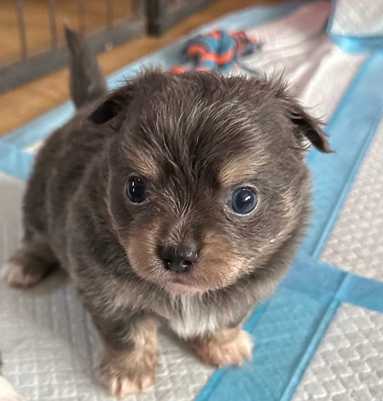 Nog 1 prachtig Chinese naakthond x Chihuahua pupje, Parvo, 8 tot 15 weken, Meerdere, Meerdere dieren