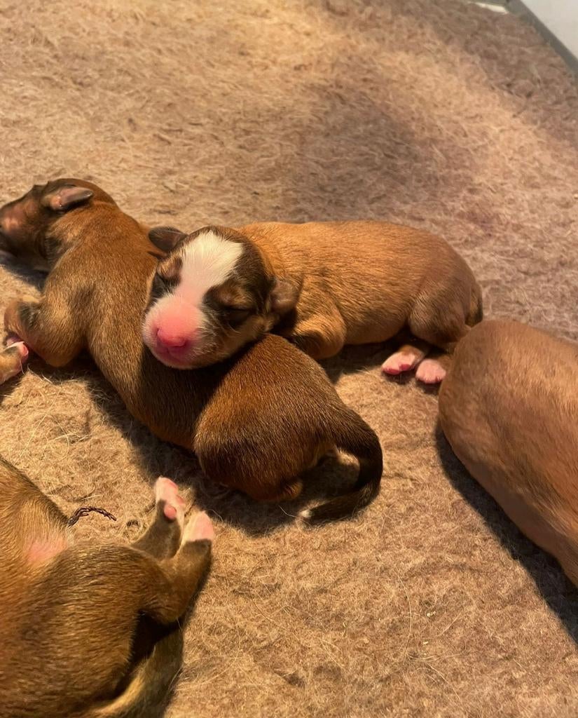 Bordercollie x toller pups, Dieren en Toebehoren, Parvo, Overige rassen, 8 tot 15 weken, Meerdere