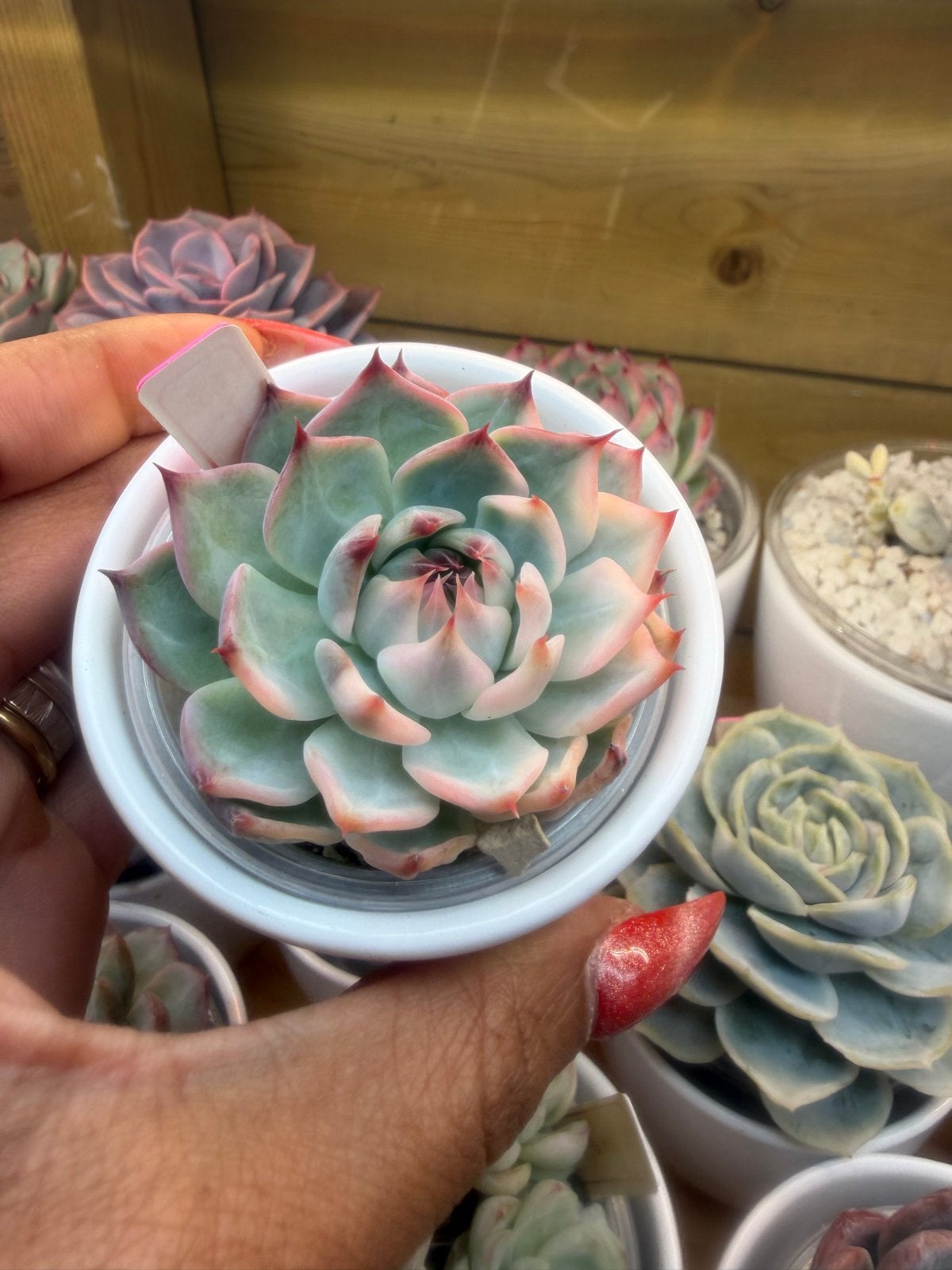 Echeveria Chihuahuaensis Variegated 6cm - Zeldzame Succulent, Verzenden