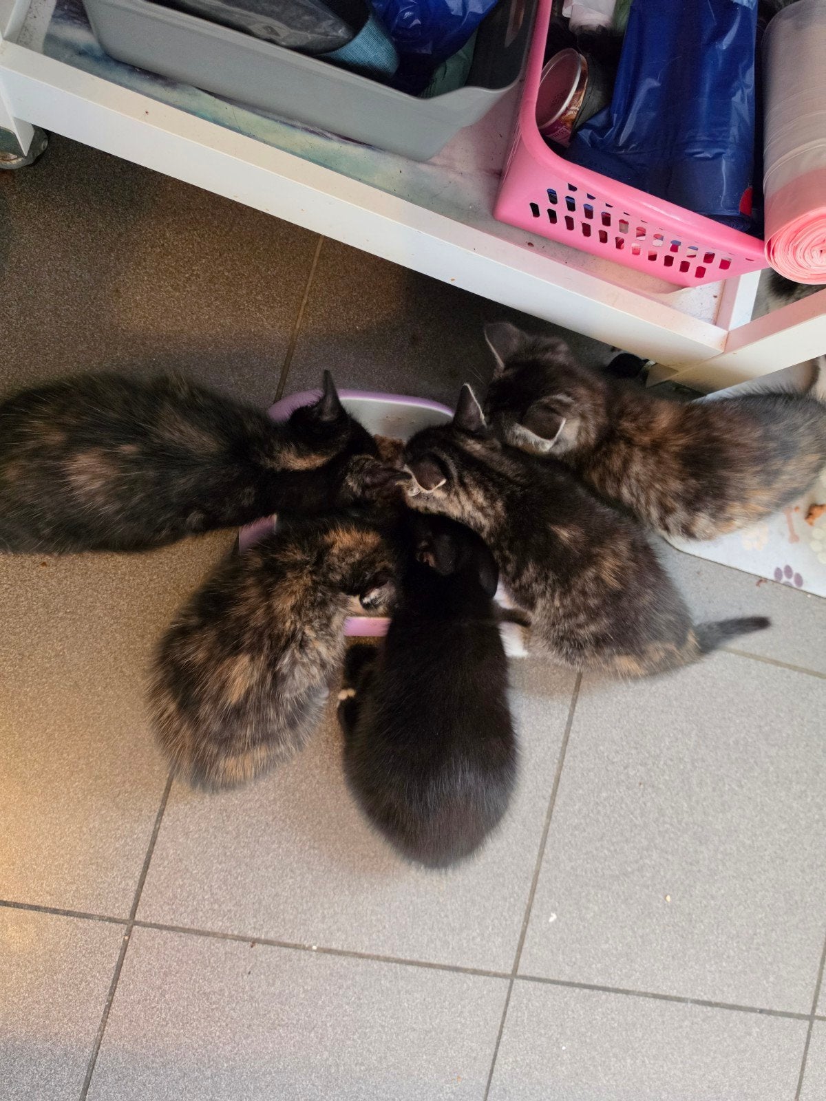 lieve kittens, Dieren en Toebehoren, Meerdere dieren, Kortharig, 0 tot 2 jaar