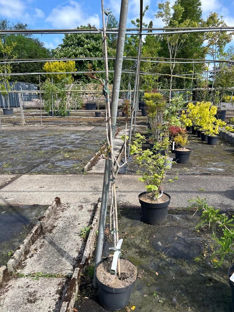 Campsis radicans 'Judy' - Trompetklimmer in 5L pot, Ophalen, Volle zon, Vaste plant, Klimplanten