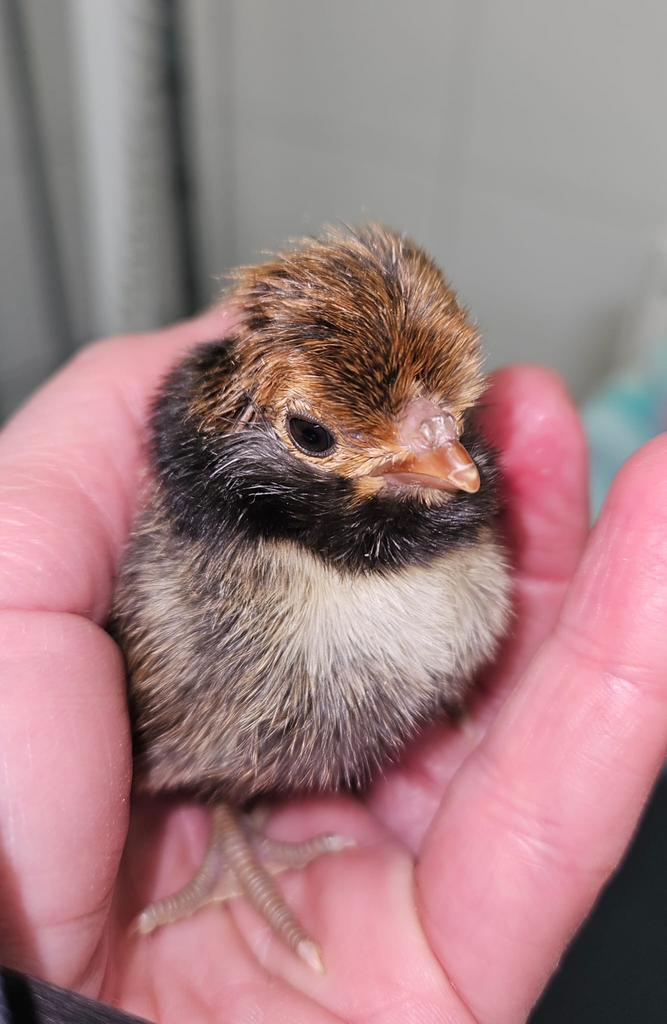 Padua goud gezoomde kuikens kriel, Dieren en Toebehoren, Pluimvee, Geslacht onbekend, Kip