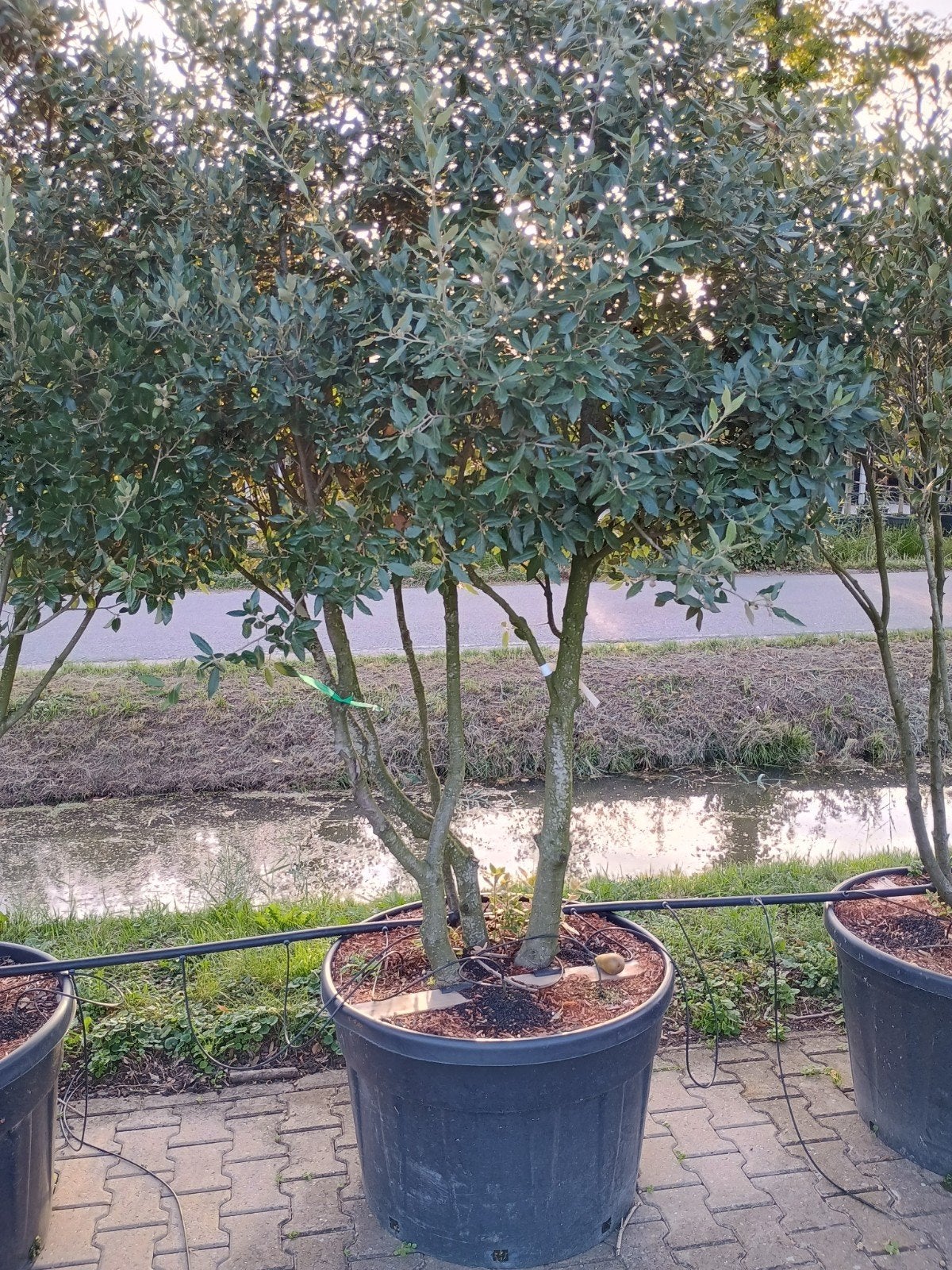 Meerstammige Steeneik (Quercus Ilex), Tuin en Terras, Overige soorten, Lente, 250 tot 400 cm, Ophalen