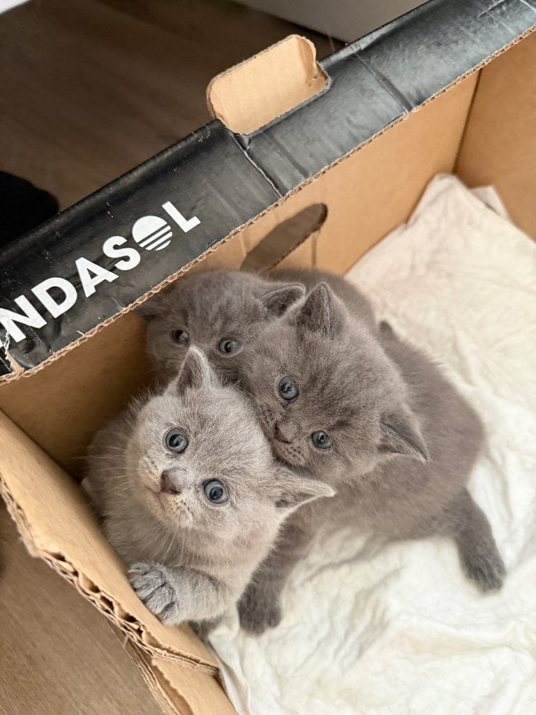 Brits korthaar kittens, Dieren en Toebehoren, Katten en Kittens | Raskatten | Korthaar, Meerdere dieren, Ontwormd, 0 tot 2 jaar