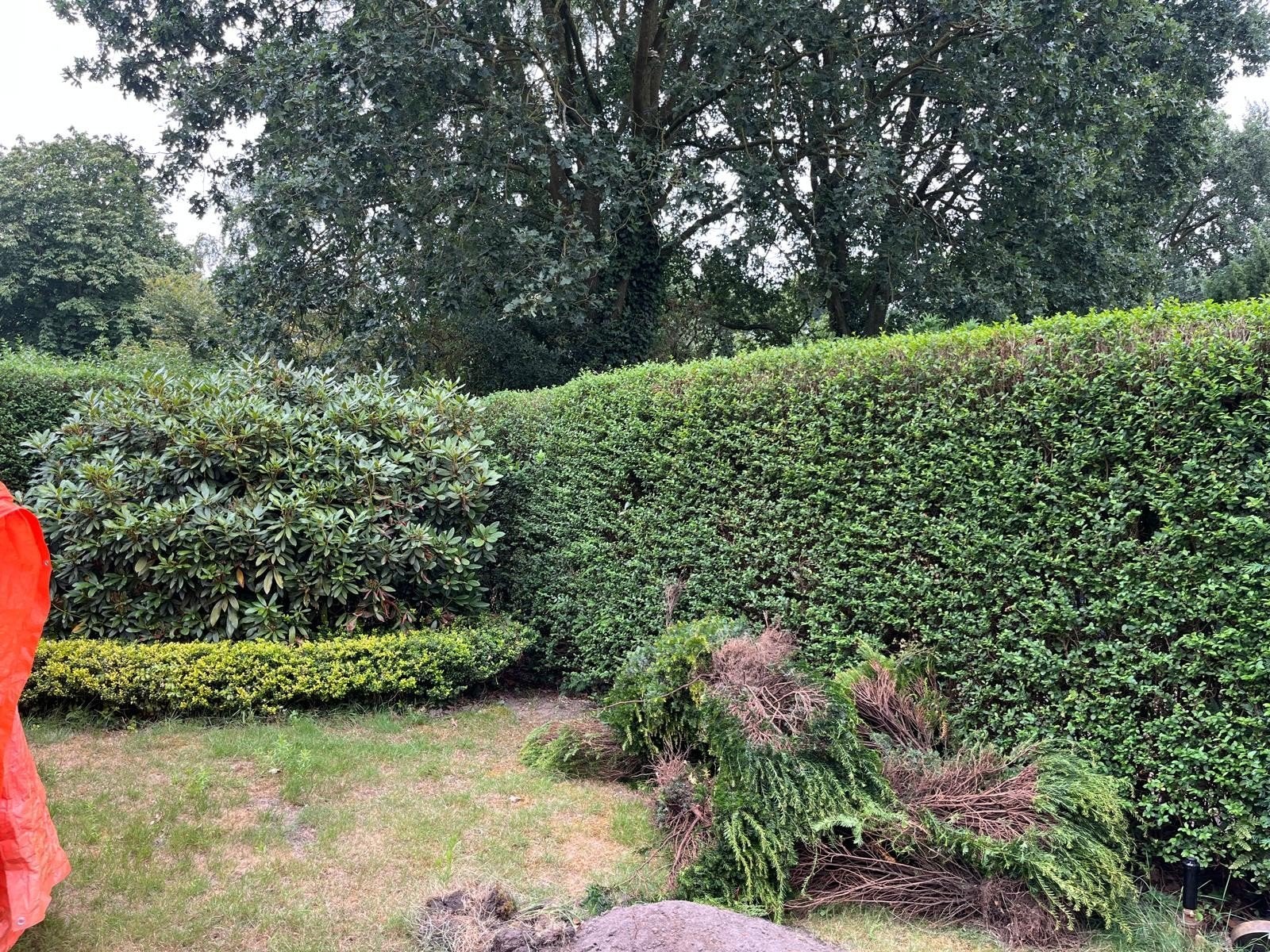 rhododendronstruik + heg, Ophalen, Gebruikt, 20 m² of meer