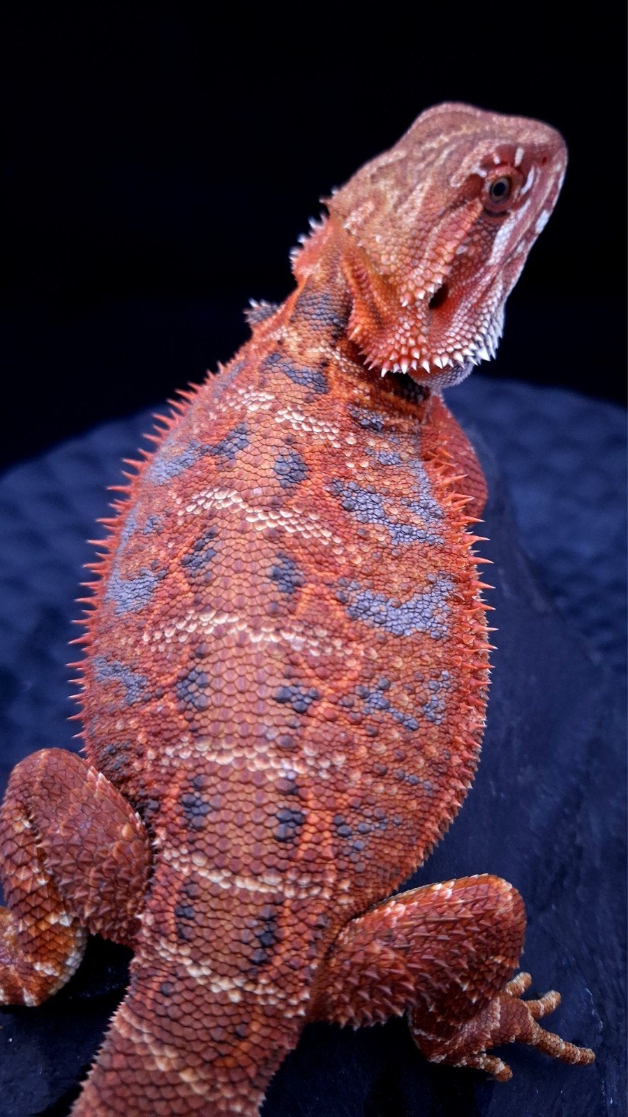 50% Red Monster Extreme Blue Tiger Baardagaam vrouwen Bearded Dragon - female for sale from Design Dragons