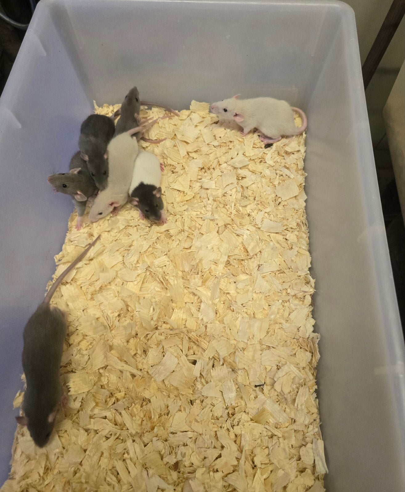 Leuke dumbo rittens ratjes, Dieren en Toebehoren, Mei, Meerdere dieren, Rat