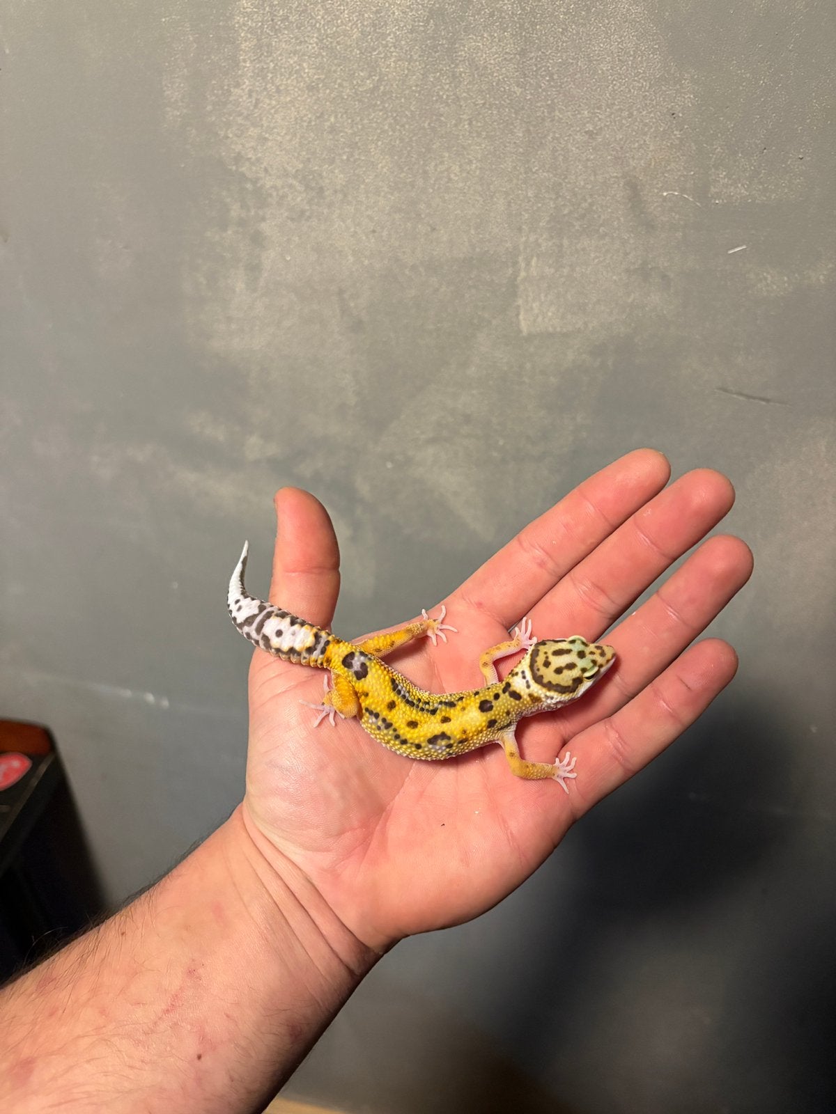 0.1 firebold cross luipaardgekko, Dieren en Toebehoren, Hagedis, 0 tot 2 jaar
