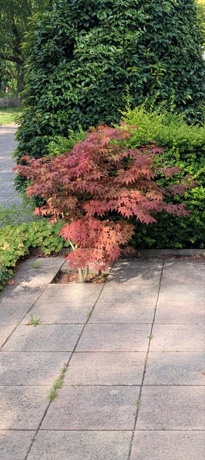 GRATIS Japanse Esdoorn (ZELF uitgraven en meenemen), Vaste plant, Halfschaduw, Herfst, Ophalen