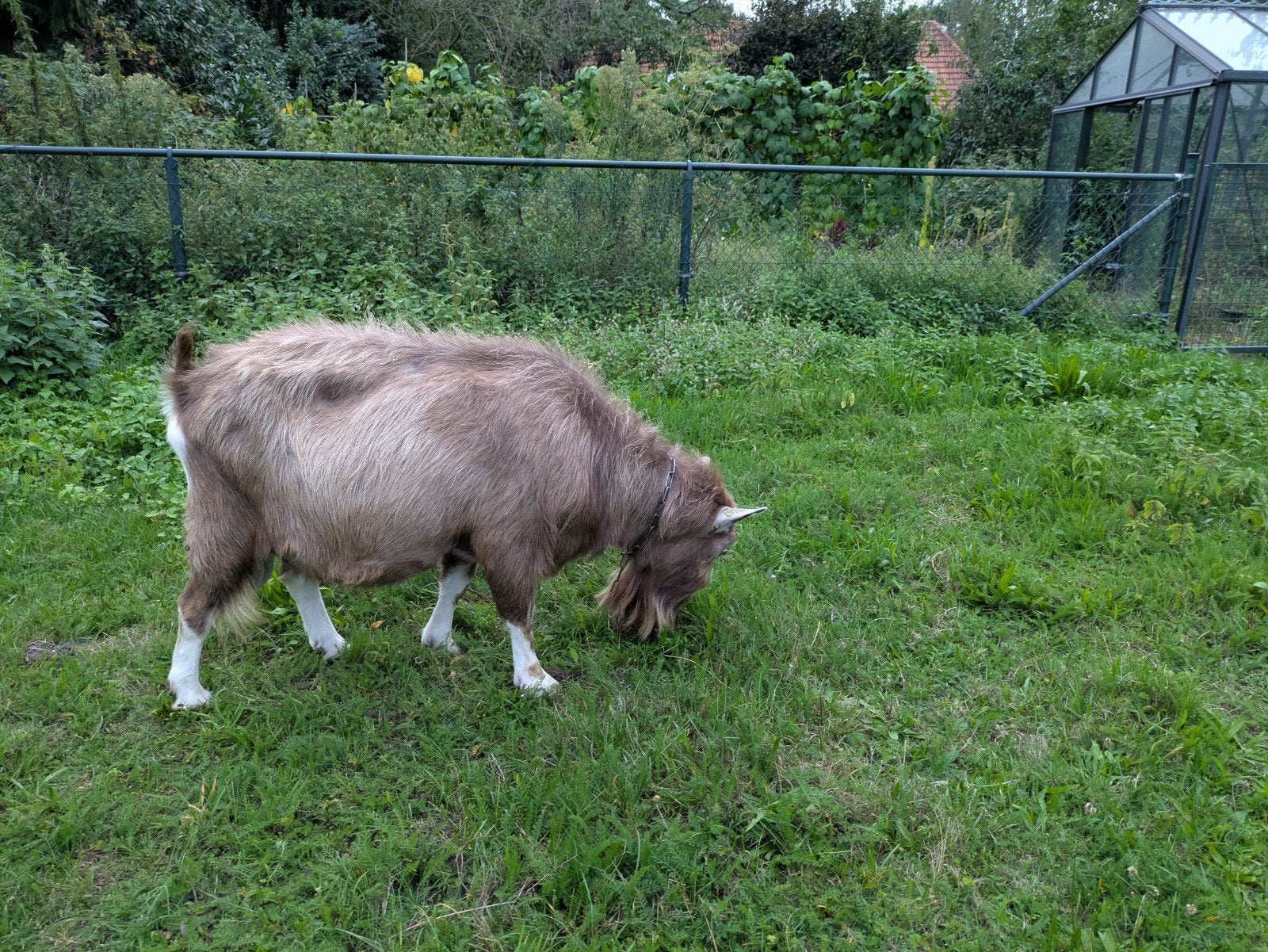 toggenburger geit, Vrouwelijk, Geit
