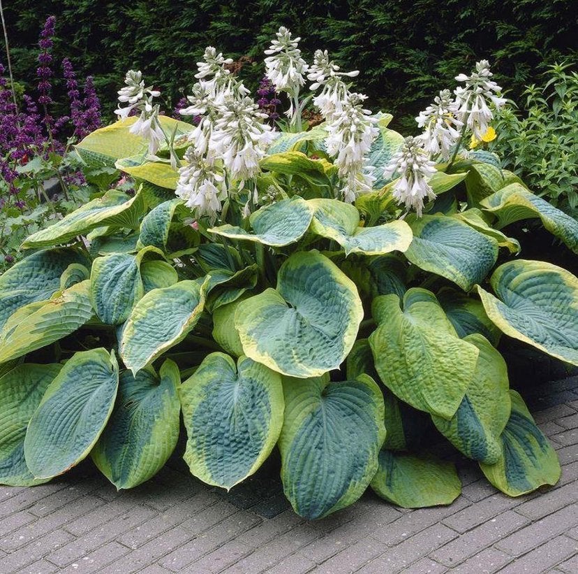 Hosta Frances Williams - C1,5 - Chemievrij - Staffelkorting!, Overige soorten, Vaste plant, Ophalen of Verzenden, Halfschaduw