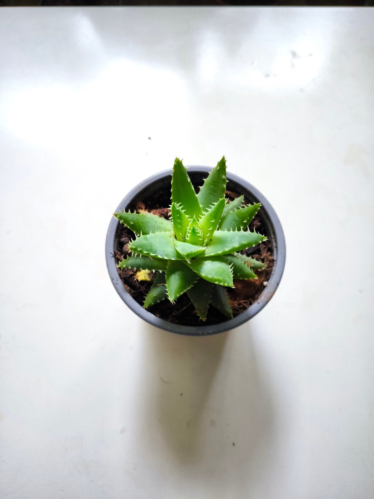 Kleine Aloë Vera plant in pot, Ophalen of Verzenden
