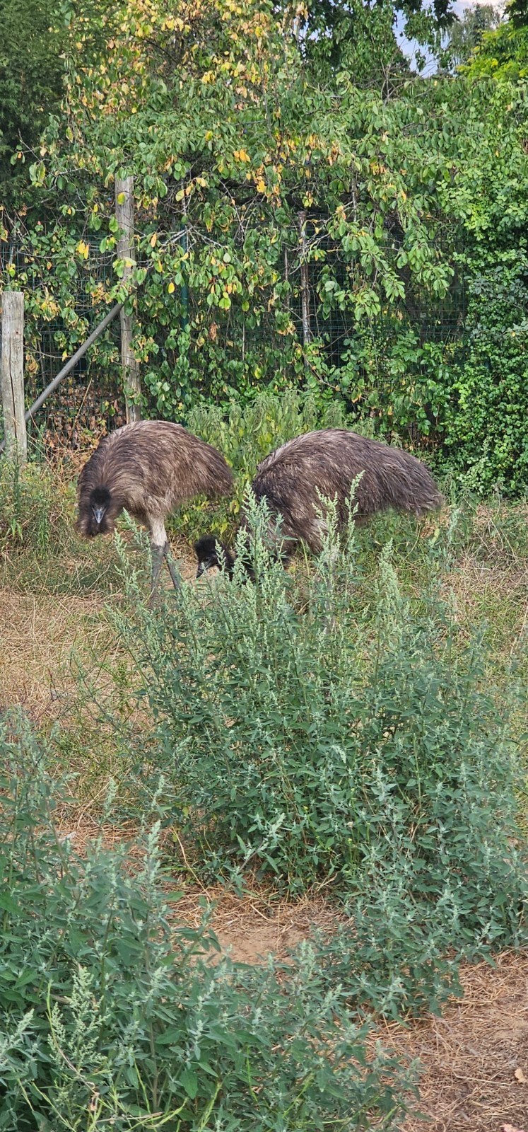 2 Super lieve Emoe's van 7 maanden !! Super Tam !!, Meerdere dieren, Overige soorten