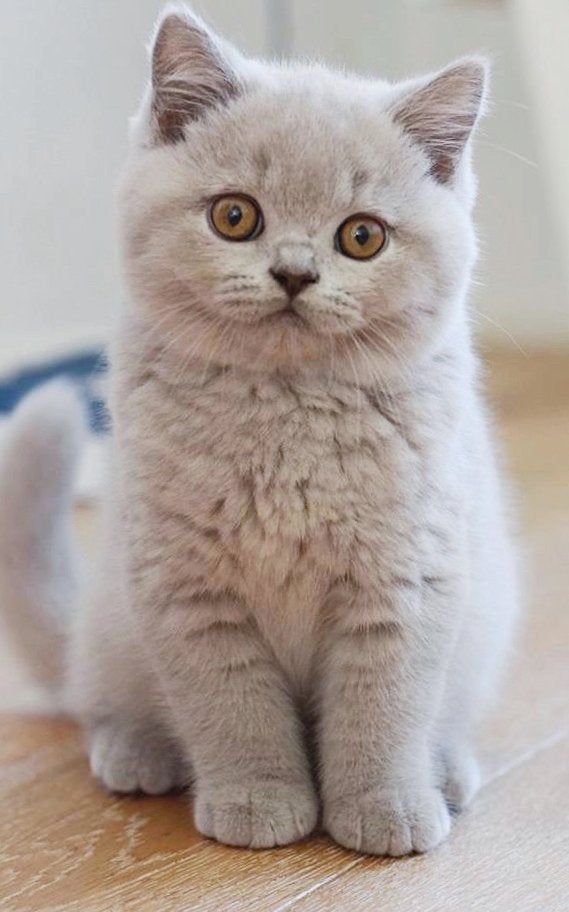 Prachtige raszuivere volbloed Britse korhaar kittens, Dieren en Toebehoren, Meerdere dieren, Ontwormd, 0 tot 2 jaar