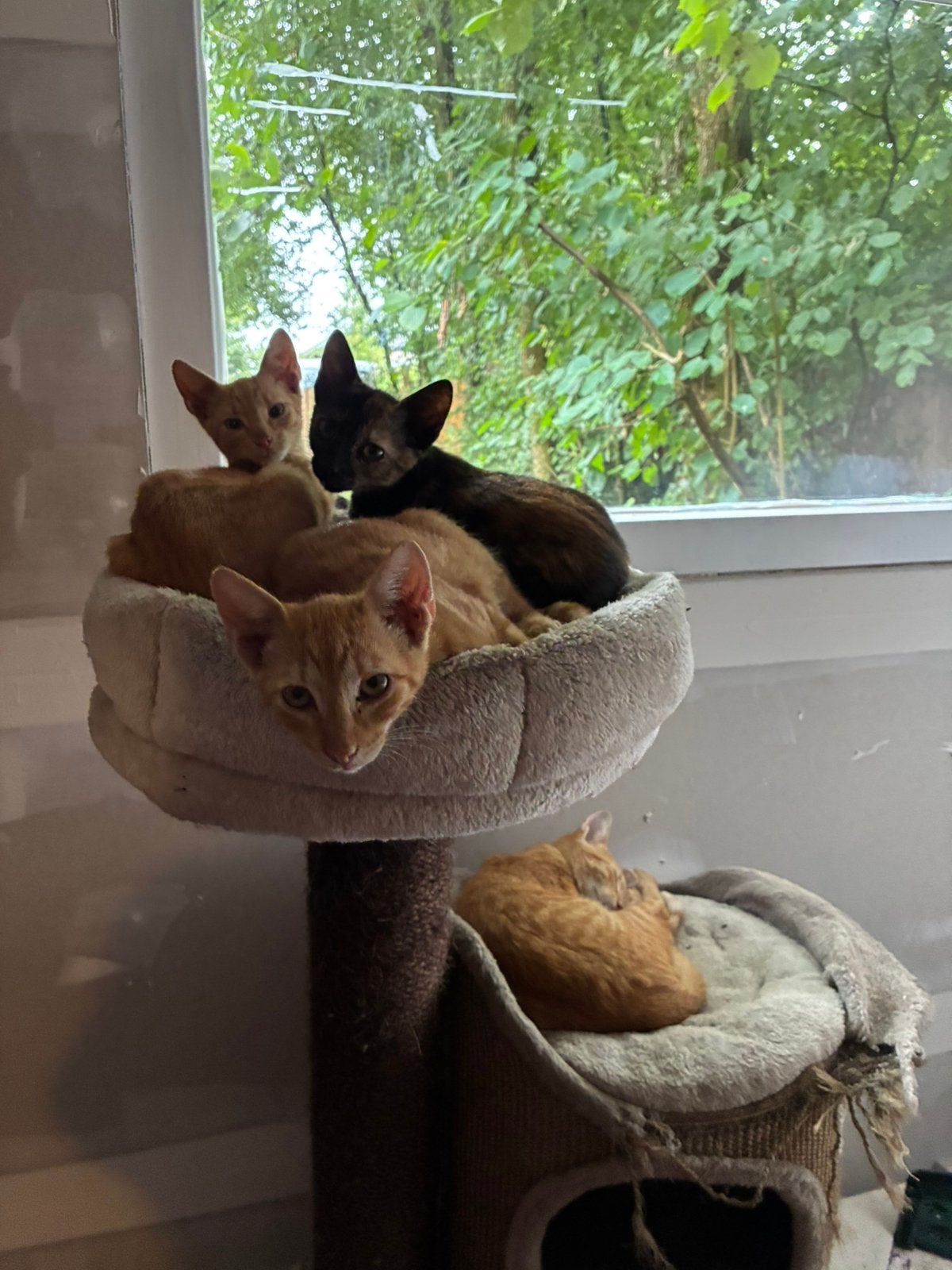 Cleopatra en kittens, Dieren en Toebehoren, Meerdere dieren