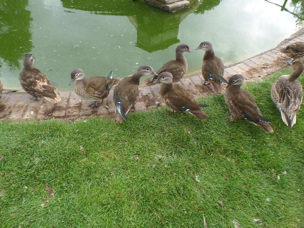 Mandarijneenden, Meerdere dieren, Eend