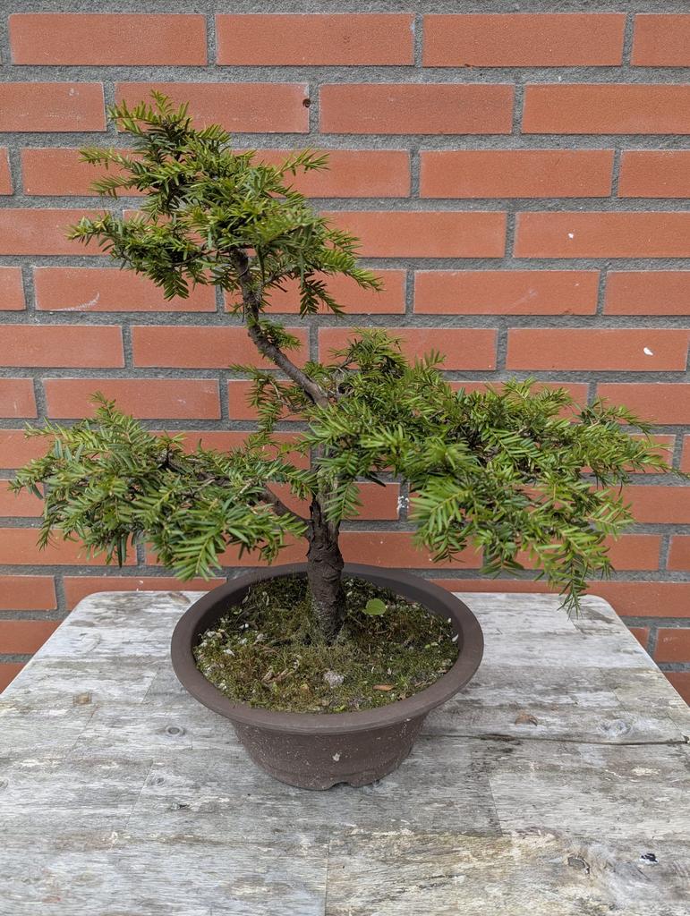 Taxus Bonsai, Tuin en Terras, Planten | Bomen, Ophalen of Verzenden