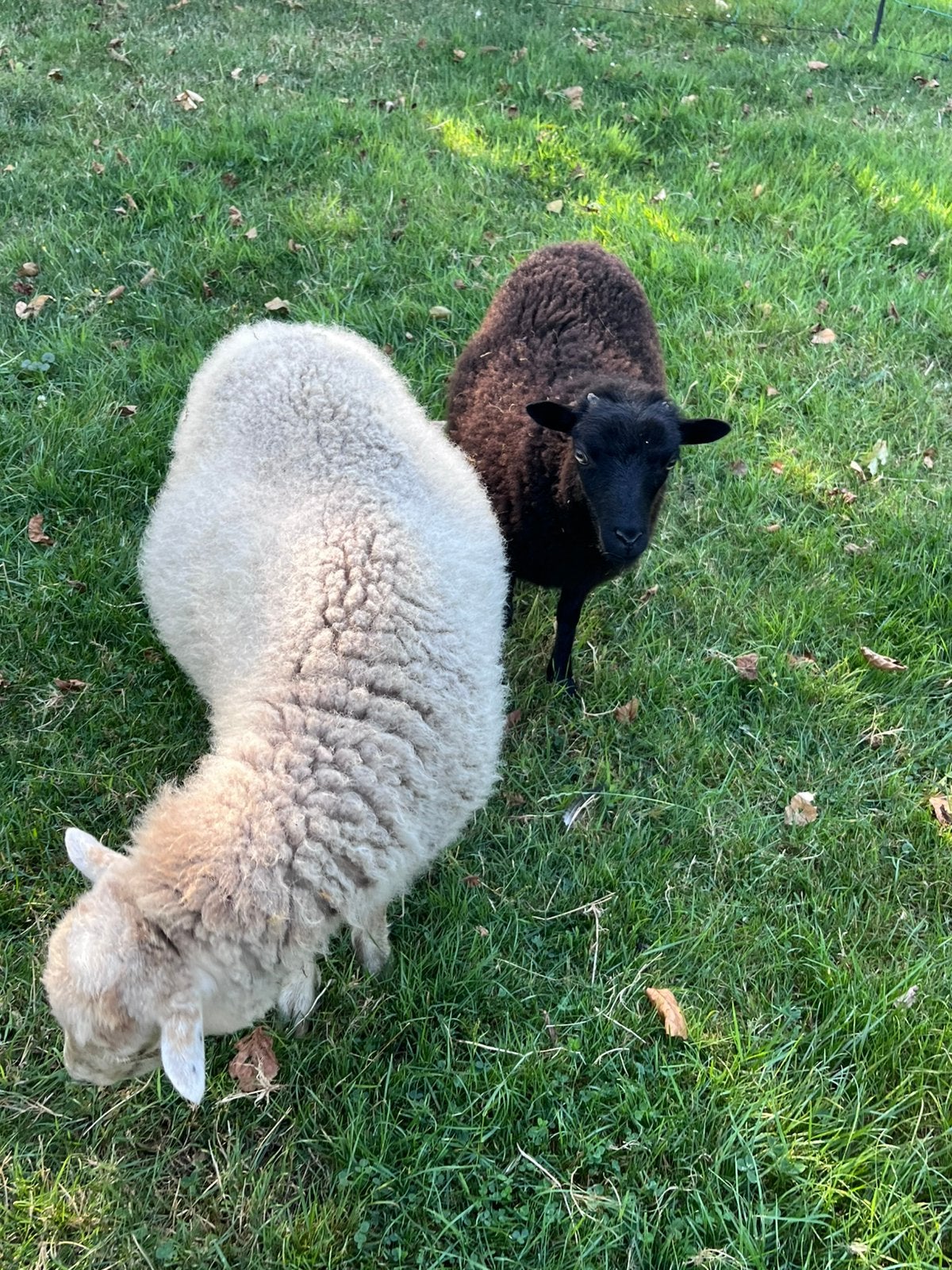 Ouessant ooien moeder en dochten zwart en wit, Dieren en Toebehoren, Vrouwelijk, Schaap