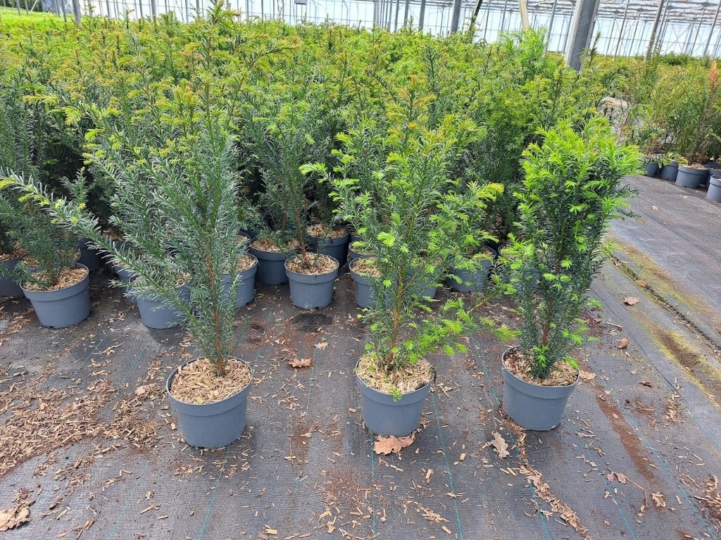 Taxus baccata lengte 30 tot 60, Tuin en Terras, Planten | Struiken en Hagen, Ophalen, Taxus, Minder dan 100 cm