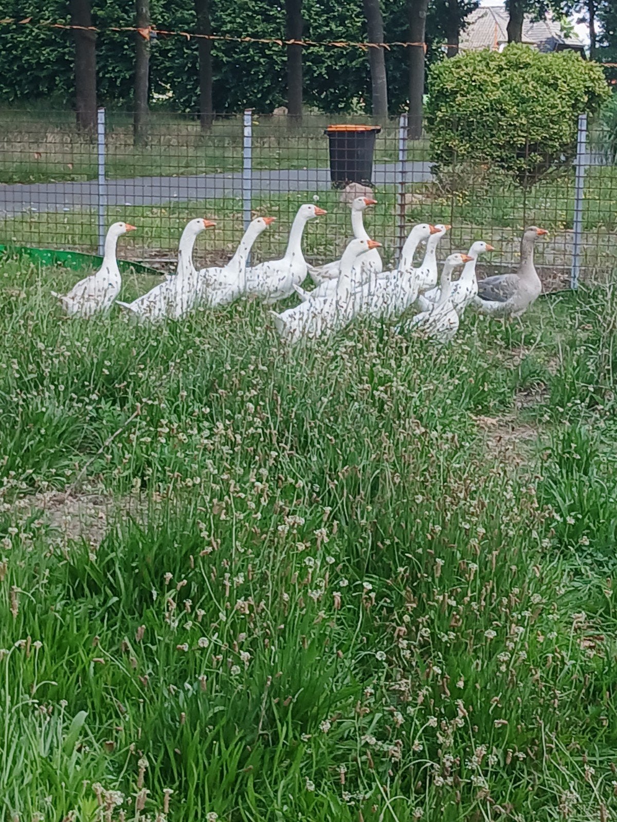 Ganzen, Dieren en Toebehoren, Pluimvee, Meerdere dieren, Gans of Zwaan