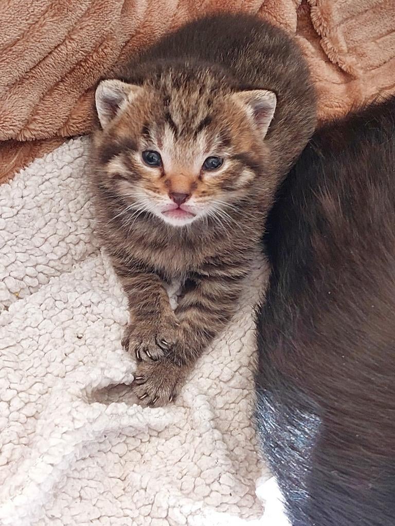 6 prachtige kittens, Ontwormd