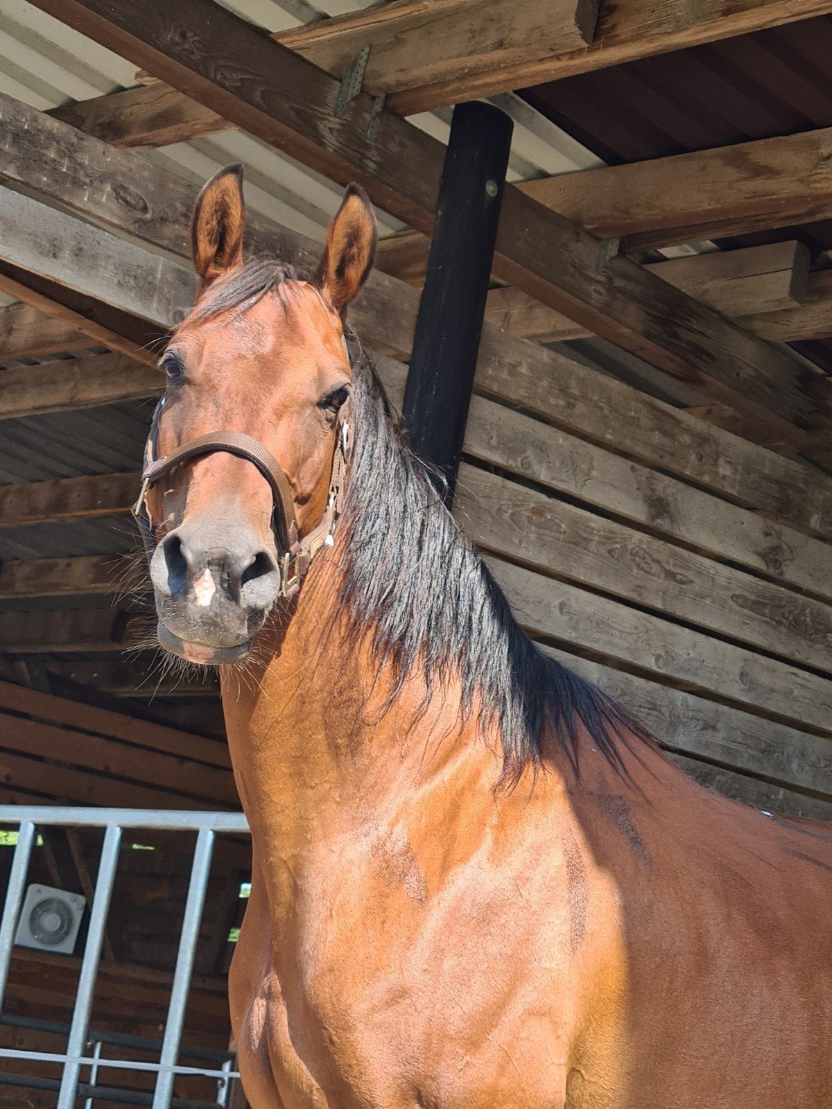 Quarter Horse Merrie, Dieren en Toebehoren, Paarden, Merrie, Minder dan 160 cm, Met stamboom, Westernpaard