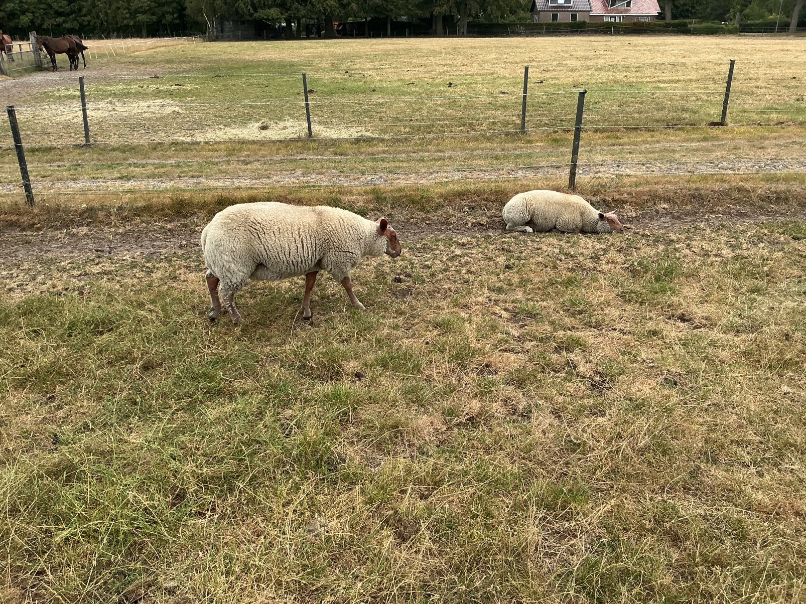 Rouge dekrammen 3 stuks, Dieren en Toebehoren, Schapen, Geiten en Varkens, Mannelijk, Schaap