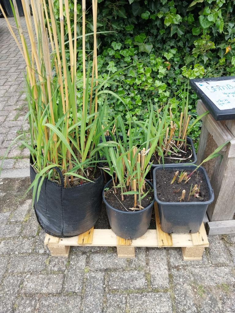 Bamboe planten, Tuin en Terras, Ophalen of Verzenden, Bloeit niet, Halfschaduw, Overige soorten