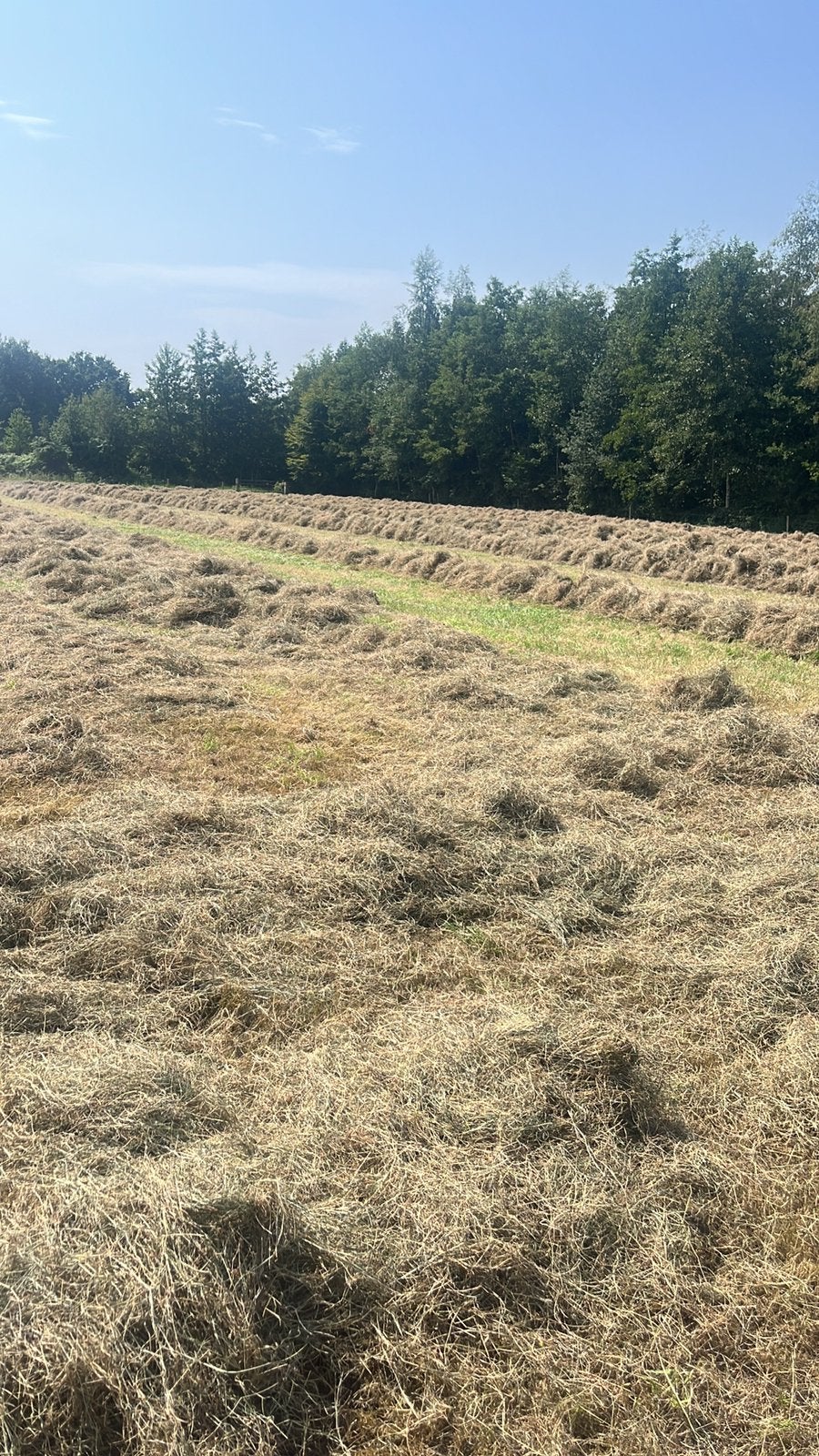 Mooi hooi tweede snee, Dieren en Toebehoren, Dierenvoeding, Ophalen of Verzenden, Vee