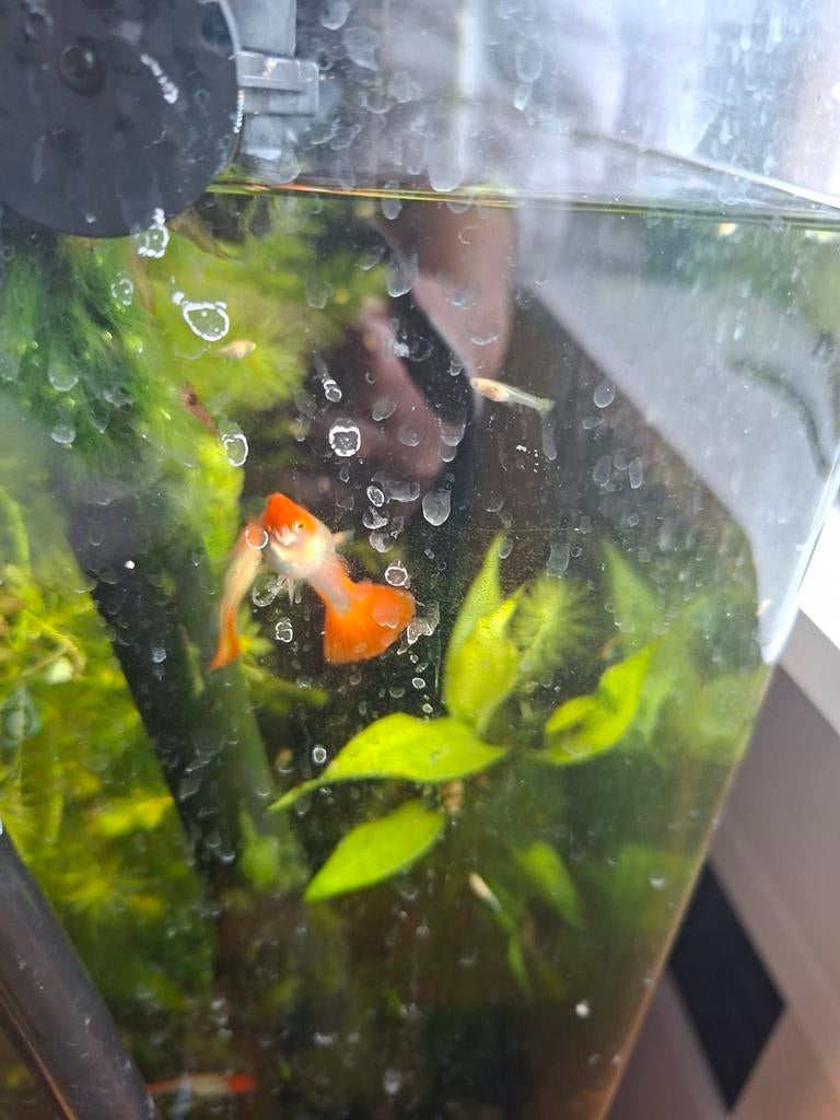 1 koppel jongvolwassen koi guppen, Dieren en Toebehoren, Vissen | Aquariumvissen, Vis, Zoetwatervis