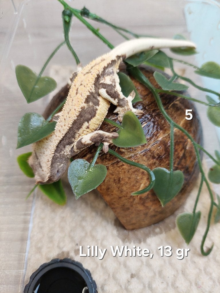Wimpergekko Lilly White Crested Gecko photo 2