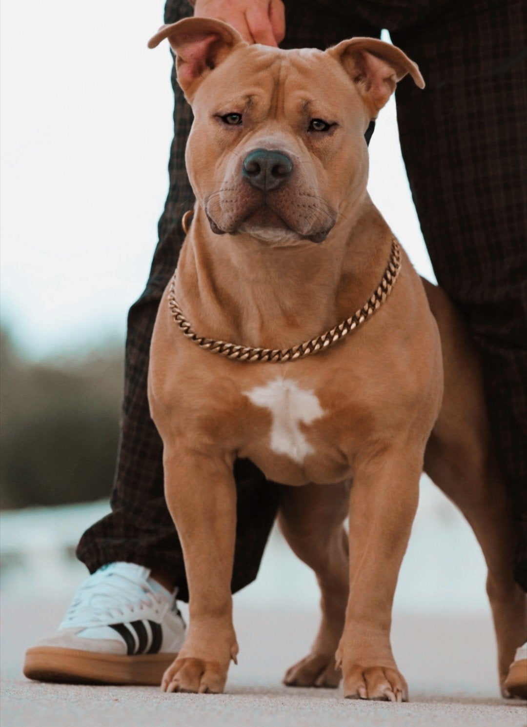 American Bully Standard ABKC *zie omschrijving, 1 tot 2 jaar, Eén hond, Nederland, Particulier