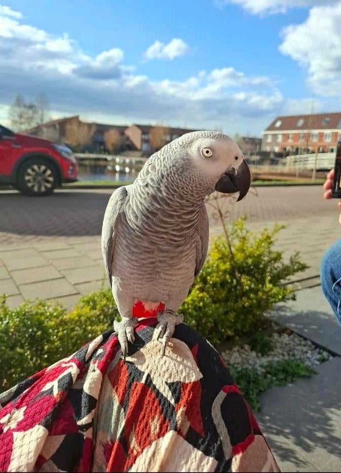 Onwijs lieve grijze roodstaart pop, Vrouwelijk, Papegaai, Pratend