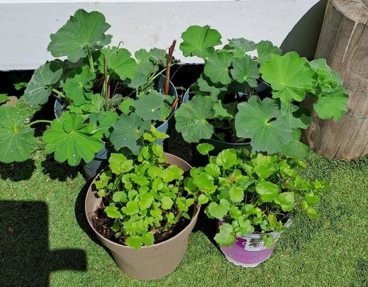 Vrouwenmantel en Campanula vaste tuinplant voor €5 ophalen, Vaste plant, Halfschaduw, Zomer, Ophalen