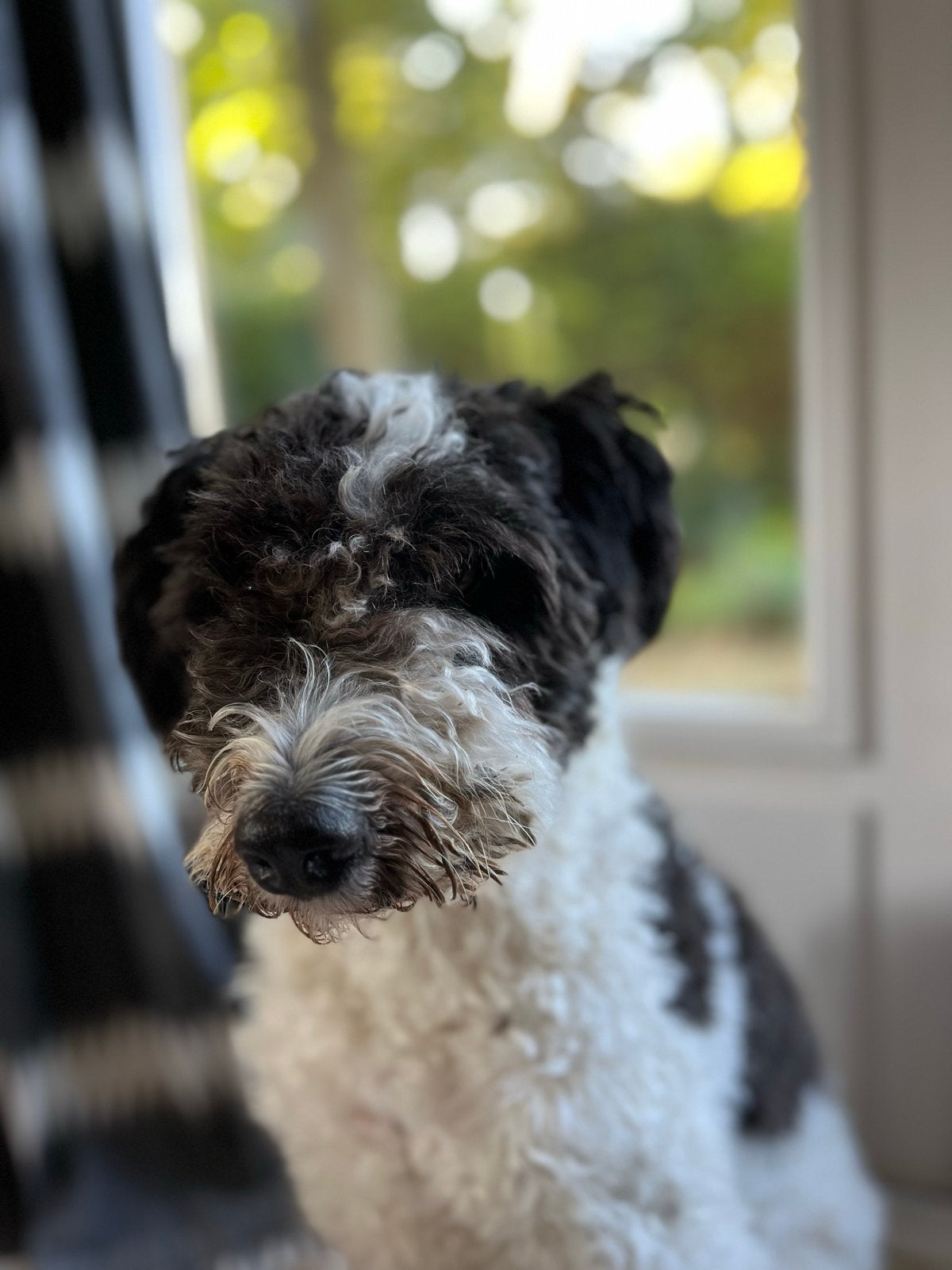 Aussie doodle, mid-size, Reu, Parvo, Eén hond, Nederland