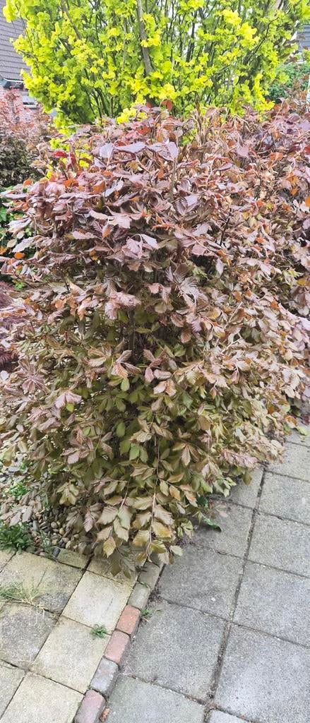 Beukenhaag - Fagus sylvatica 'Purpurea', Tuin en Terras, Ophalen, Beukenhaag, Haag, 100 tot 250 cm