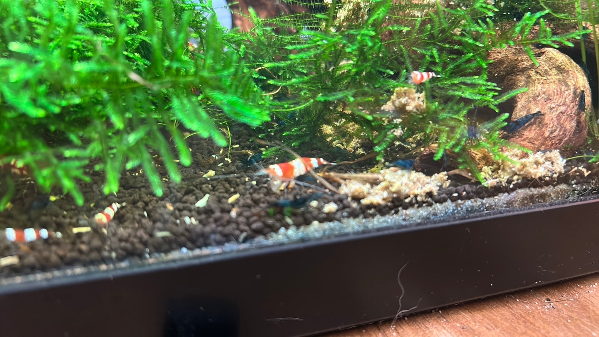 Jonge crystal red garnalen, Dieren en Toebehoren, Kreeft, Krab of Garnaal