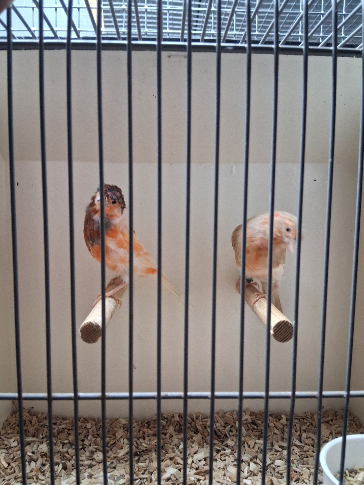 mooi koppeltje Harlekijn kanaries, Dieren en Toebehoren, Meerdere dieren, Kleurkanarie