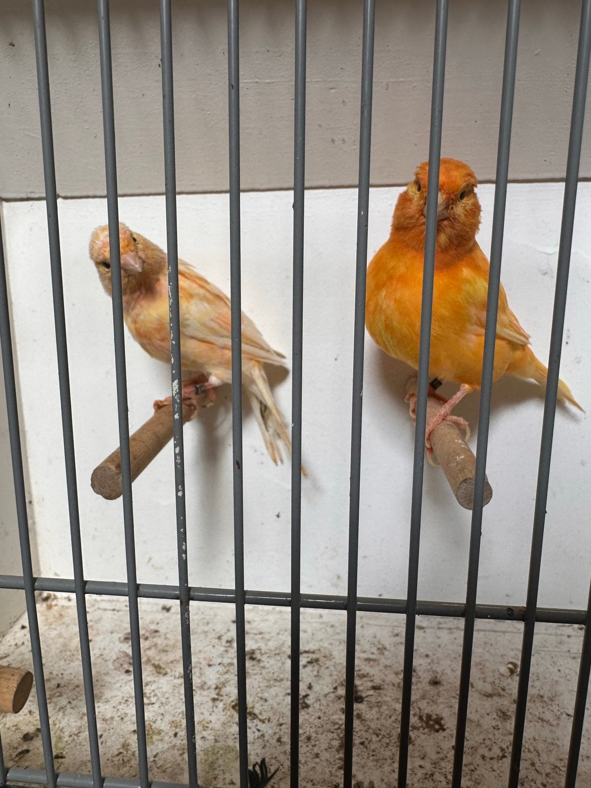 Mooi koppel kanaries, Dieren en Toebehoren
