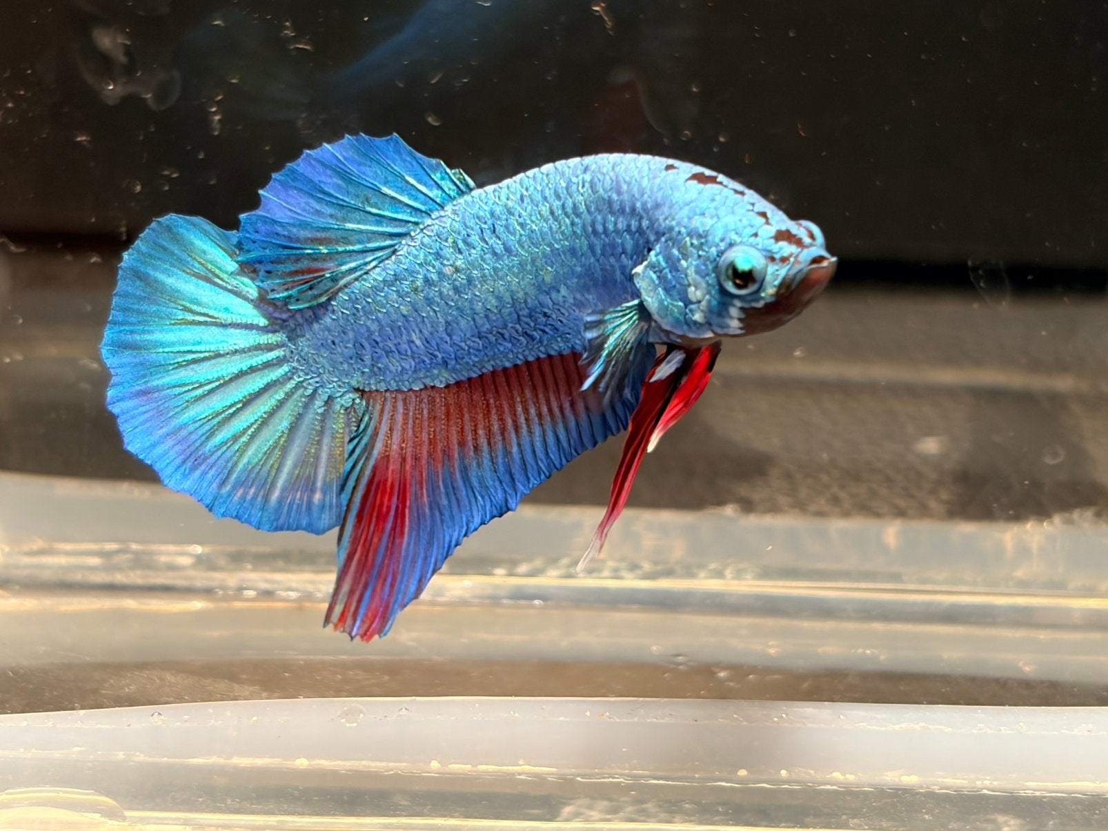 Betta Splendens, Kempvis man, blauw rood, Dieren en Toebehoren, Vis