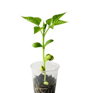Gezonde Bonenplanten – Verschillende Groeifases, Tuin en Terras, Ophalen of Verzenden, Nieuw, Overige typen