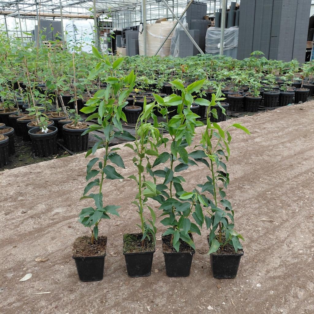 Prunus 'Angustifolia' | Portugese laurier | Verzending!, Tuin en Terras, Planten | Struiken en Hagen, Laurier, Minder dan 100 cm