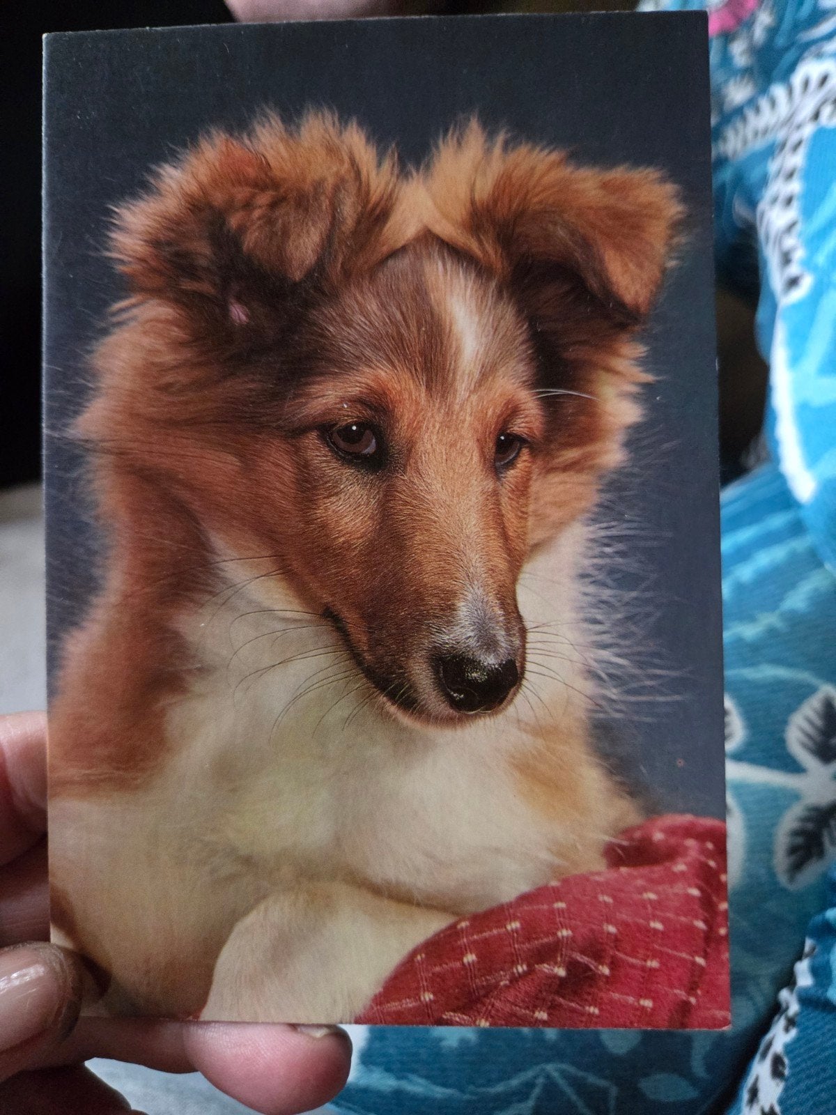 Vintage Ansichtkaart Collie Puppy - Ongelopen, Ophalen of Verzenden, 1960 tot 1980, Ongelopen, Hond of Kat
